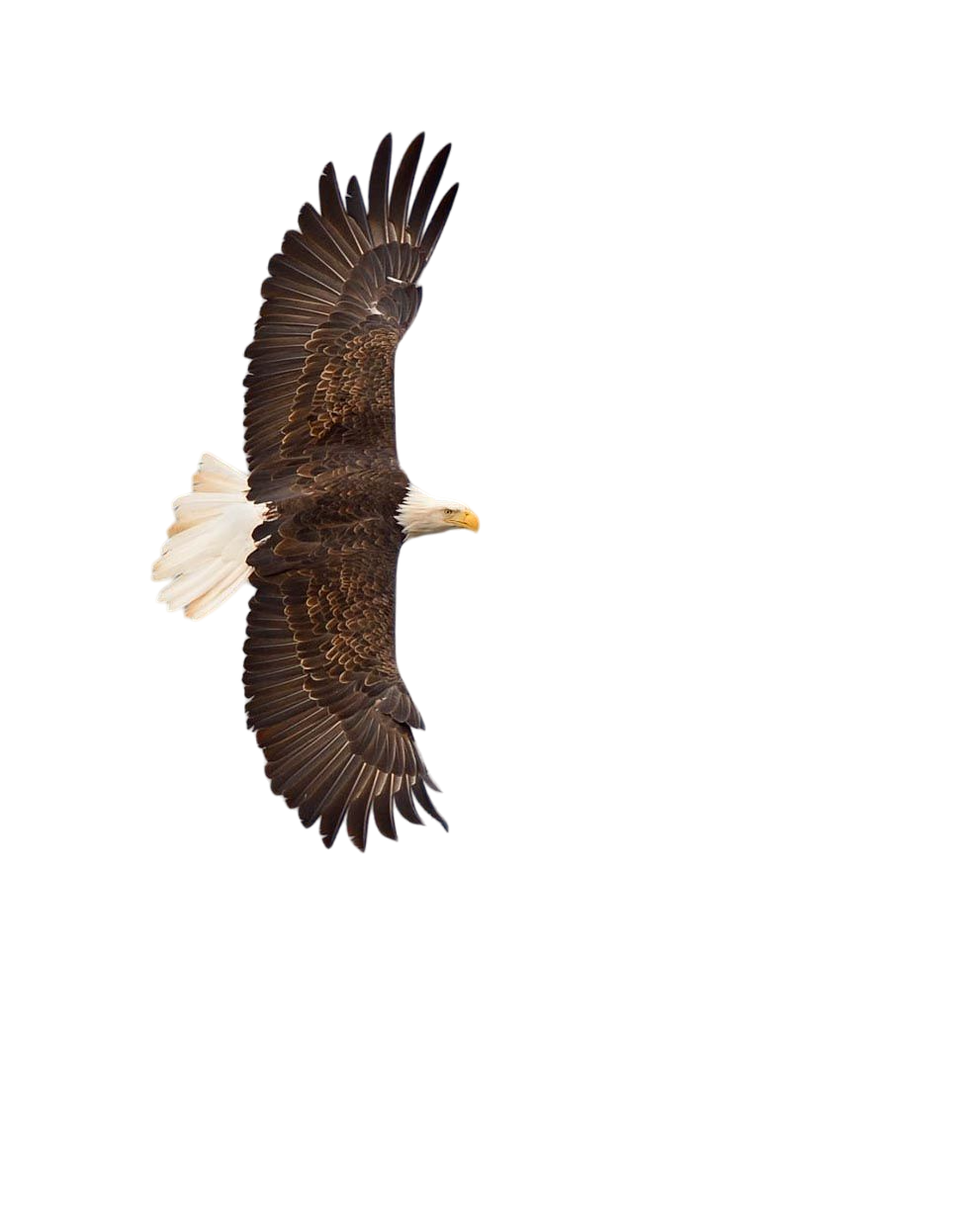 Eagle Keychain-Perfect Gift for Eagle Lover