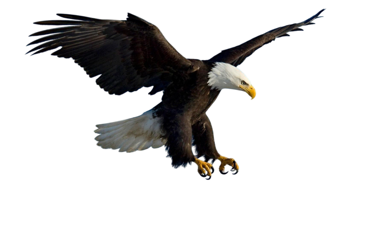 2024 New Release eagle Ornament-Gifts For eagle Lover