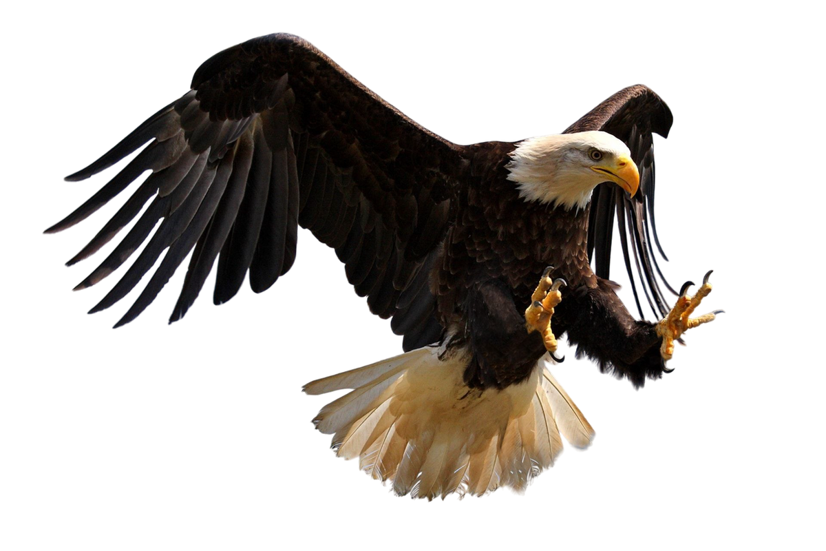 2024 New Release eagle Ornament-Gifts For eagle Lover